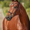 Collegiate ComfiTec Training Bridle -Horse Gear Shop 811145 ComfiTec Training L Side 39891.1588094731