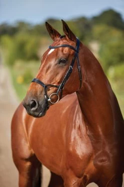 Collegiate ComfiTec Training Bridle