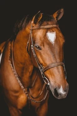 Arion Fancy Stitch Hunter Bridle