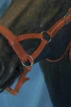 Buckaroo Leather Flat Nose Sidepull 19 Buckaroo Leather Flat Nose Sidepull -Horse Gear Shop aaaaaaavbhimage2 13691 48892.1527296610