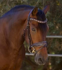 Halter Ego Aspen Rolled Snaffle Bridle