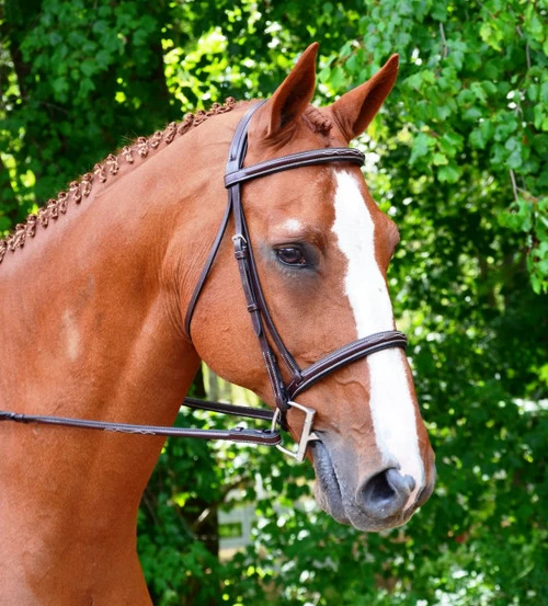 Horse Gear Shop -Horse Gear Shop aster bridle black oak 66112.1568766012