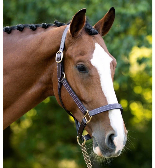 Black Oak Pine Leather Halter 3 Black Oak Pine Leather Halter