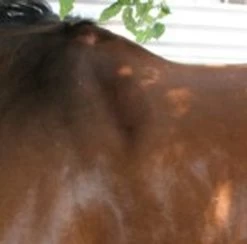 Circle Y Shoulder Bridge Pad 3/4" Or 1" -Horse Gear Shop circle y shoulder bridge pad 3 4 or 1 2 14872.1527884105