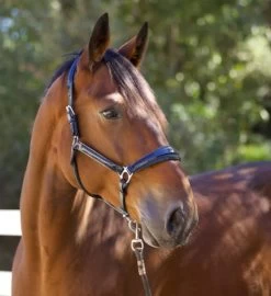 Halter Ego Copenhagen Navy Patent Halter 9 Halter Ego Copenhagen Navy Patent Halter -Horse Gear Shop copenhagen navy halter nv.pt navy side halter ego 41538.1682560513