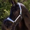 Halter Ego Elsa Halter 2 Halter Ego Elsa Halter -Horse Gear Shop elsa halter neon.blue hero ELSA halter ego 76533.1682705320