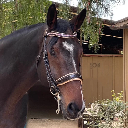 Halter Ego Florence Double Bridle 3 Halter Ego Florence Double Bridle