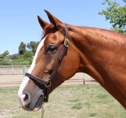 Walsh Leather Grooming Halter