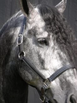 Red Barn Tina Halter -Horse Gear Shop kl select s red barn tina black leather halter 1 73074 82751.1682797174