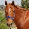 Mary's Walsh Nylon Halter -Horse Gear Shop mary s nylon halter 2 17161 53978.1684342673