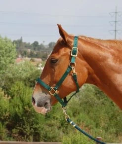 Mary's Walsh Nylon Halter -Horse Gear Shop mary s nylon halter 5 66151 74448.1684342692