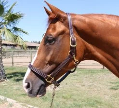 Mary's British Leather Halter With Solid Brass Hardware 8 Mary's British Leather Halter With Solid Brass Hardware -Horse Gear Shop marys british halter havana walsh 65346.1685668119
