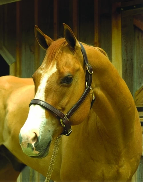 Perri's 1-Inch Leather Turnout Halter 4 Perri's 1-Inch Leather Turnout Halter - Image 2