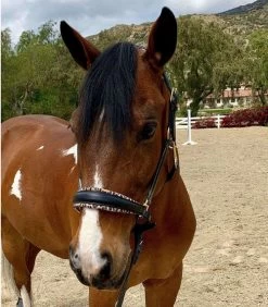 Halter Ego Safari Halter -Horse Gear Shop safari halter blk lprd front halter ego 27053.1682538591