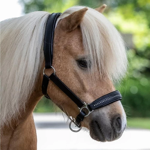 Waldhausen Star Leather Diamond Halter 3 Waldhausen Star Leather Diamond Halter