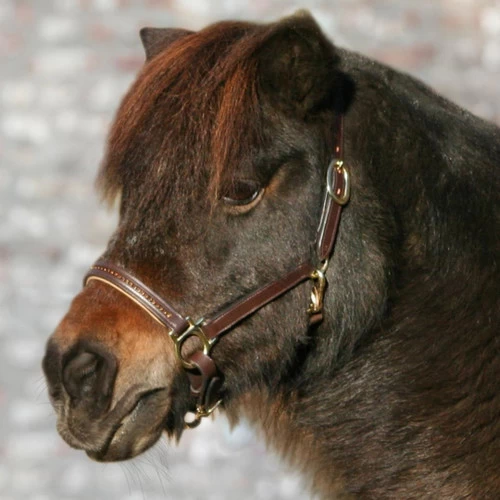 Waldhausen Star Leather Diamond Halter 4 Waldhausen Star Leather Diamond Halter - Image 2