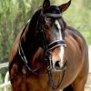 Halter Ego Thea Rolled Double Bridle -Horse Gear Shop thea rolled double bk.pt crm front THEA halter ego 99122.1682644349
