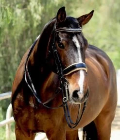 Halter Ego Thea Rolled Double Bridle