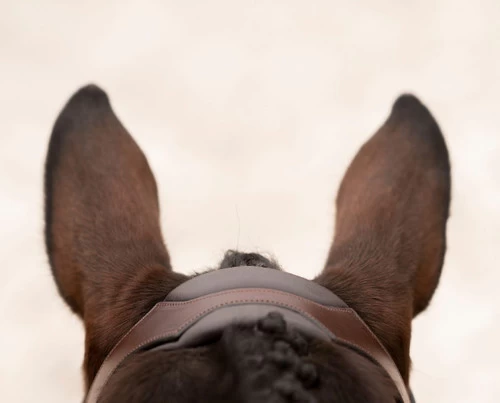 KL Select Tucson Bridle 6 KL Select Tucson Bridle - Image 4